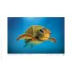 Affiche A4 Tortue verte