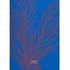 Carnet de notes & lectures Corail