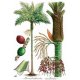 Tirage d'art Palmiers de Nouvelle-Calédonie GM