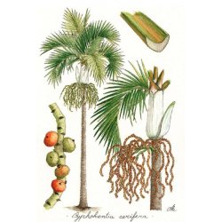 Tirage d'art Palmiers de Nouvelle-Calédonie MM