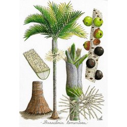 Tirage d'art encadré Palmiers de Nouvelle-Calédonie PM