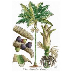 Tirage d'art Palmiers de Nouvelle-Calédonie PM