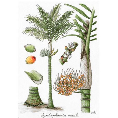 Tirage d'art Palmiers de Nouvelle-Calédonie PM