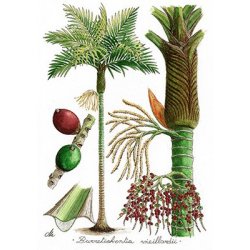 Tirage d'art encadré Palmiers de Nouvelle-Calédonie GM