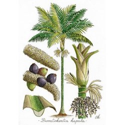 Tirage d'art encadré Palmiers de Nouvelle-Calédonie GM