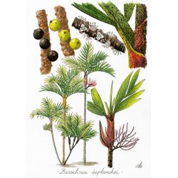 Tirage d'art encadré Palmiers de Nouvelle-Calédonie MM