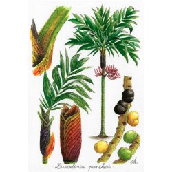 Tirage d'art Palmiers de Nouvelle-Calédonie MM