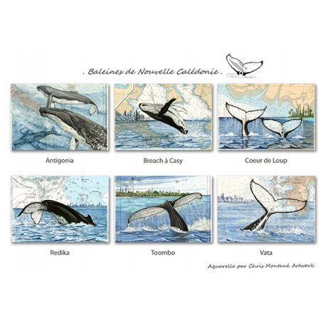 Lot de 6 cartes postales Baleines de Nouvelle-Calédonie