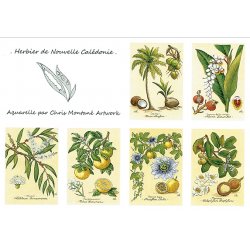 Lot de 6 cartes postales Herbier de Nouvelle-Calédonie