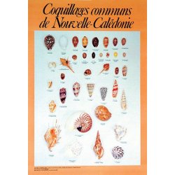 Affiche coquillages communs de Nouvelle-Calédonie