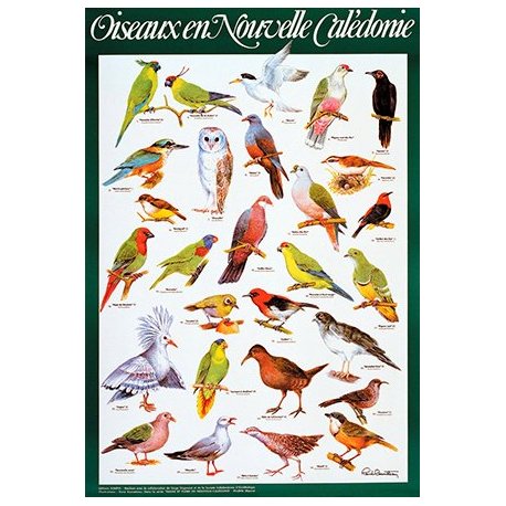 Affiche oiseaux communs de Nouvelle-Calédonie