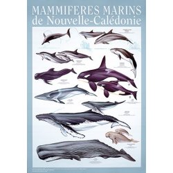 Affiche mammifères marins de Nouvelle-Calédonie