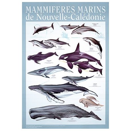 Affiche mammifères marins de Nouvelle-Calédonie