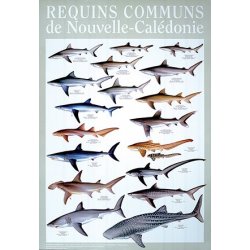 Affiche requins communs en Nouvelle-Calédonie