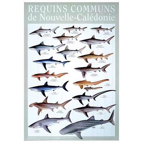 Affiche requins communs en Nouvelle-Calédonie