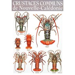 Affiche crustacés (langoustes) de Nouvelle-Calédonie