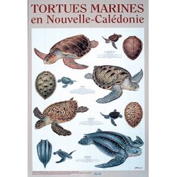 Affiche tortues marines de Nouvelle-Calédonie
