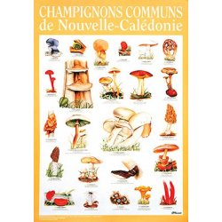 Affiche champignons de Nouvelle-Calédonie