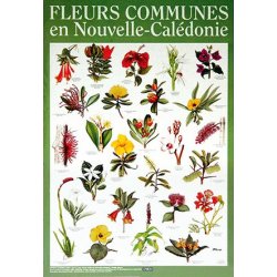 Affiche fleurs communes de Nouvelle-Calédonie