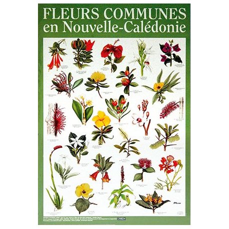 Affiche fleurs communes de Nouvelle-Calédonie