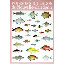 Affiche poissons du lagon de NC n° 2