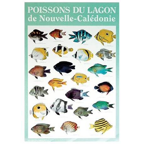 Affiche poissons du lagon de NC n°1