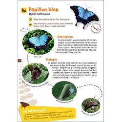 Petit guide d'observation des papillons communs de Lifou