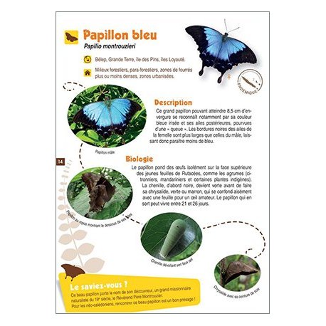 Petit guide d'observation des papillons communs de Lifou