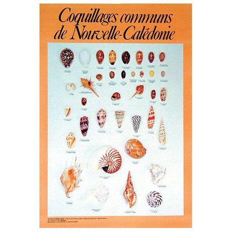 Affiche coquillages communs de Nouvelle-Calédonie