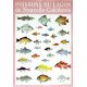 Affiche poissons du lagon de NC n° 2