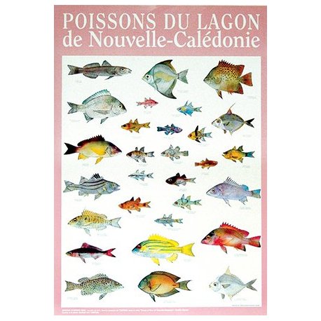 Affiche poissons du lagon de NC n° 2