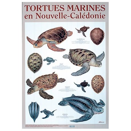 Affiche tortues marines de Nouvelle-Calédonie