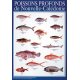 Affiche poissons profonds de Nouvelle-Calédonie