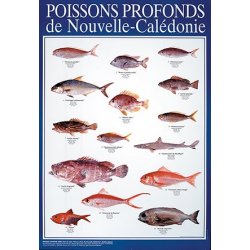 Affiche poissons profonds de Nouvelle-Calédonie