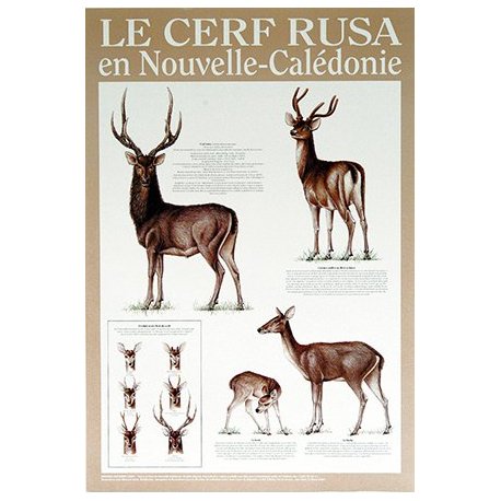 Affiche cerf rusa de Nouvelle-Calédonie