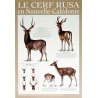 Affiche cerf rusa de Nouvelle-Calédonie