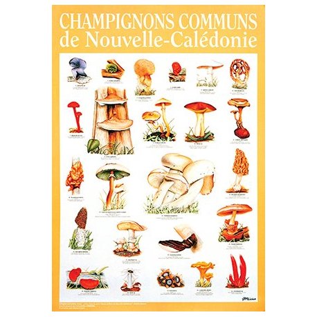 Affiche champignons de Nouvelle-Calédonie