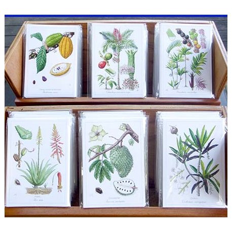 Lot de 3 cartes postales botaniques