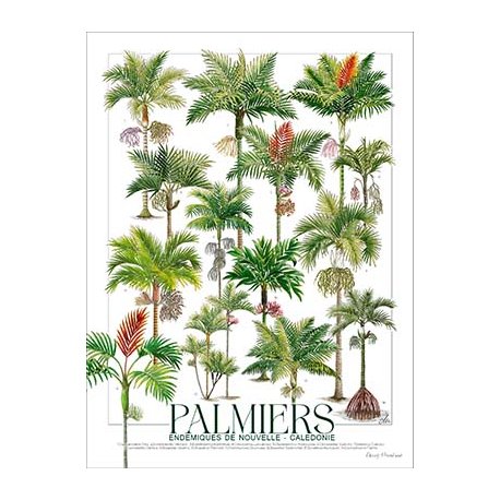 Affiche botanique Palmiers (petit modèle)