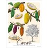 Affiche botanique Cacao (petit modèle)