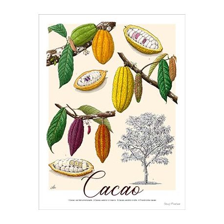 Affiche botanique Cacao (grand modèle)