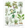 Affiche botanique Plantes médicinales tropicales (grand modèle)