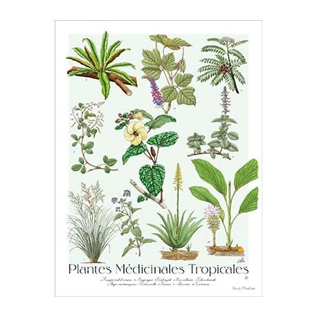 Affiche botanique Plantes médicinales tropicales (petit modèle)