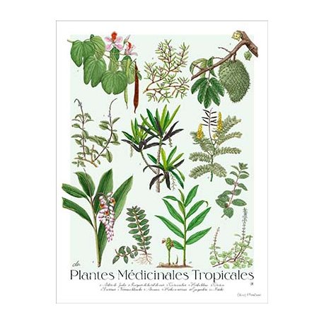 Affiche botanique Plantes médicinales tropicales (grand modèle)