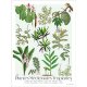 Affiche botanique Plantes médicinales tropicales (petit modèle)