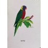 Carnet de notes Perruche