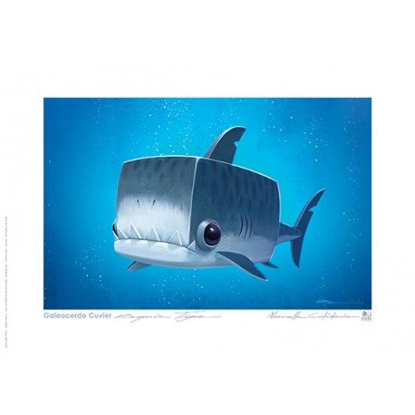 Carte postale Requin tigre