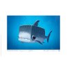 Carte postale Requin tigre