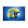 Carte postale Poisson Ange Empereur