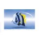 Carte postale Poisson cochet